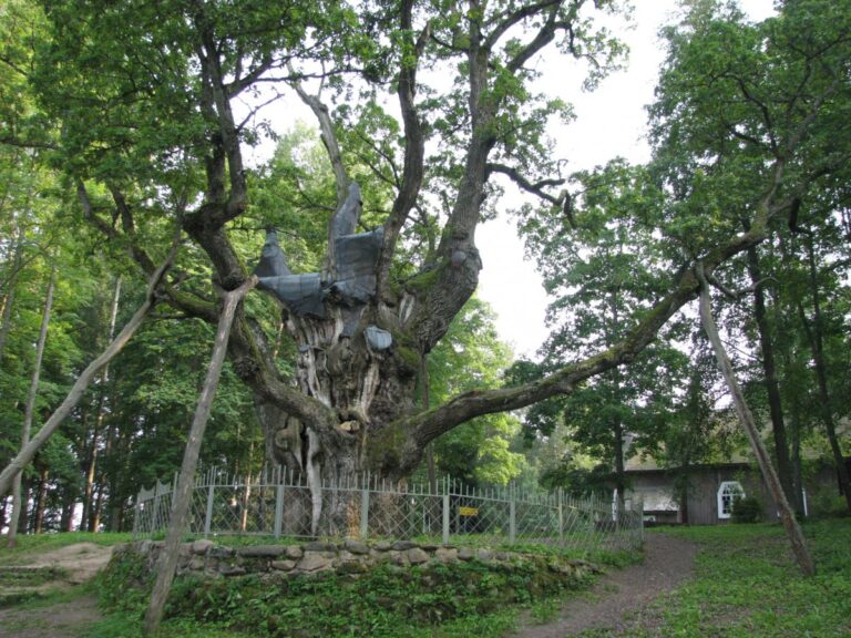 Šeši Panevėžio rajono atstovai tapo projekto „Tautos šimtamečiai ąžuolai“ nominantais. Ši žinia paskelbta šventėje, kuri vyko vakar, Mažojoje kultūros sostinėje – Vaškų miestelyje Pasvalio rajone.