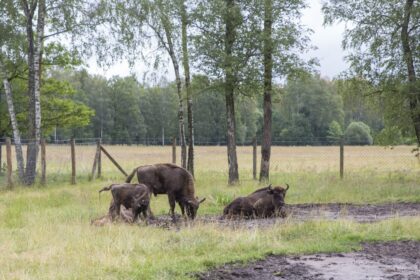 Viena iš nedaugelio turistus į Panevėžio kraštą viliojančių traukos vietų – Pašilių stumbrynas, kurio aptvaruose gyvena keliolika girių karalių. Tačiau vietos ūkininkai, matydami savo pasėlius trypiančias stumbrų kaimenes, iš susižavėjimo neaikčioja.