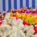 M. GARUCKO nuotraukos