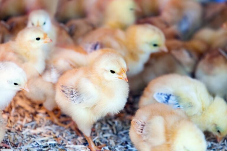 Į Panevėžio rajoną ateina solidi investicija. Vienas stambiausių kombinuotųjų pašarų gamintojų Baltijos šalyse „Joniškio grūdai“ Raguvos seniūnijoje imasi statyti mėsinių viščiukų paukštyną.