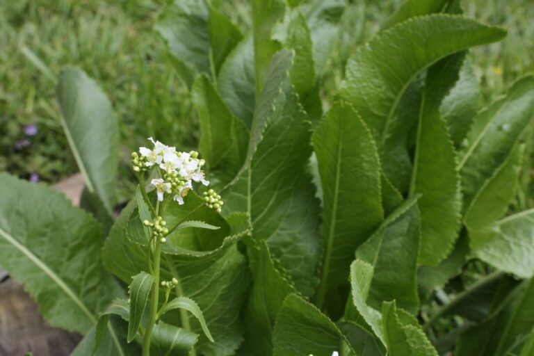 Krienus pradėta auginti dar senovės Romoje ir Graikijoje. Graikai iki šiol labai vertina krienus, iš kurių ruošia ypatingus patiekalus. Gydomosiomis savybėmis pasižymi ne tik krienų šaknys, bet ir jų lapai.