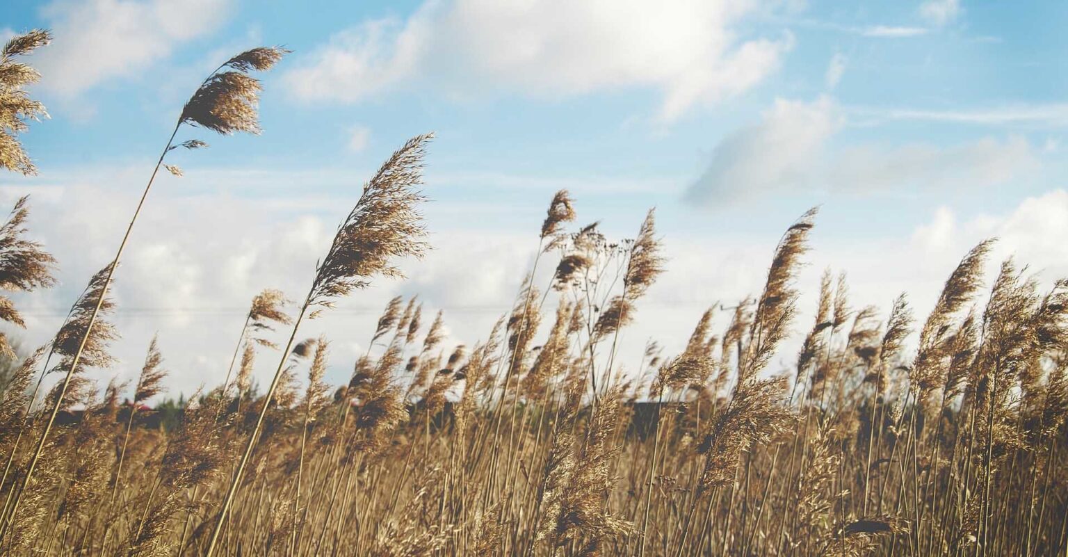 Orai keičiasi. Vėjas negailestingai plėšo medžių šakas ir spalvą pakeitusį jų rūbą – lapus. Iškišus nosį į lauką – rankos pačios tiesiasi link spintos su šiltesniais rūbais. Viltingai žvelgi į orų prognozę, tikėdamasis dar trumpam susigražinti šilumą ir nuostabią vasaros nuotaiką. Deja.