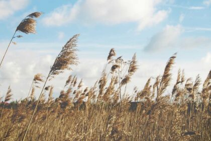 Orai keičiasi. Vėjas negailestingai plėšo medžių šakas ir spalvą pakeitusį jų rūbą – lapus. Iškišus nosį į lauką – rankos pačios tiesiasi link spintos su šiltesniais rūbais. Viltingai žvelgi į orų prognozę, tikėdamasis dar trumpam susigražinti šilumą ir nuostabią vasaros nuotaiką. Deja.