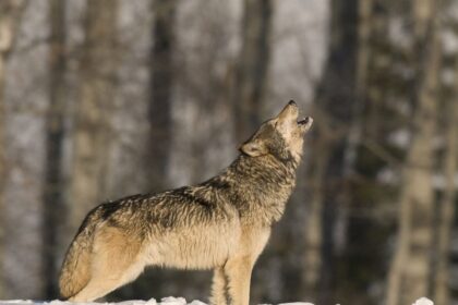 Gana ramiai gyvenę Panevėžio rajono gyvulių augintojai pakraupę. Krekenavos seniūnijos Ūdrų kaimo laukuose vilkai, perplaukę upę, naktį išpjovė daugiau nei 20 to paties ūkio avių.