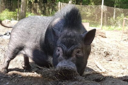 Pagal Rytų Zodiaką ateinančius 2019-uosius globos lietuviui įprasta ir gerai pažįstama kiaulaitė. Visgi atrodo, kad ir šį gyvulį tuoj sutiksime nebent zoologijos sode. Iš lietuviško tvarto knysles pagrobė afrikinis kiaulių maras. Gražiais prisiminimais apie kriukses tebegyvenantys Panevėžio rajono ūkininkai sako, kad klastinga liga ne tik paršelius atėmė, bet ir kaimiečio darbštumą.