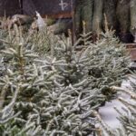 Artėjant žiemos šventėms Panevėžio miesto savivaldybė primena: prekiauti ar įsigyti eglučių, jų šakų bus galima šiose automobilių stovėjimo aikštelėse: