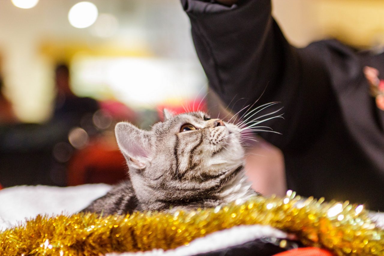 Gruodžio 15-16 dienomis prekybos ir pramogų centre „Babilonas“ karaliauja katės.