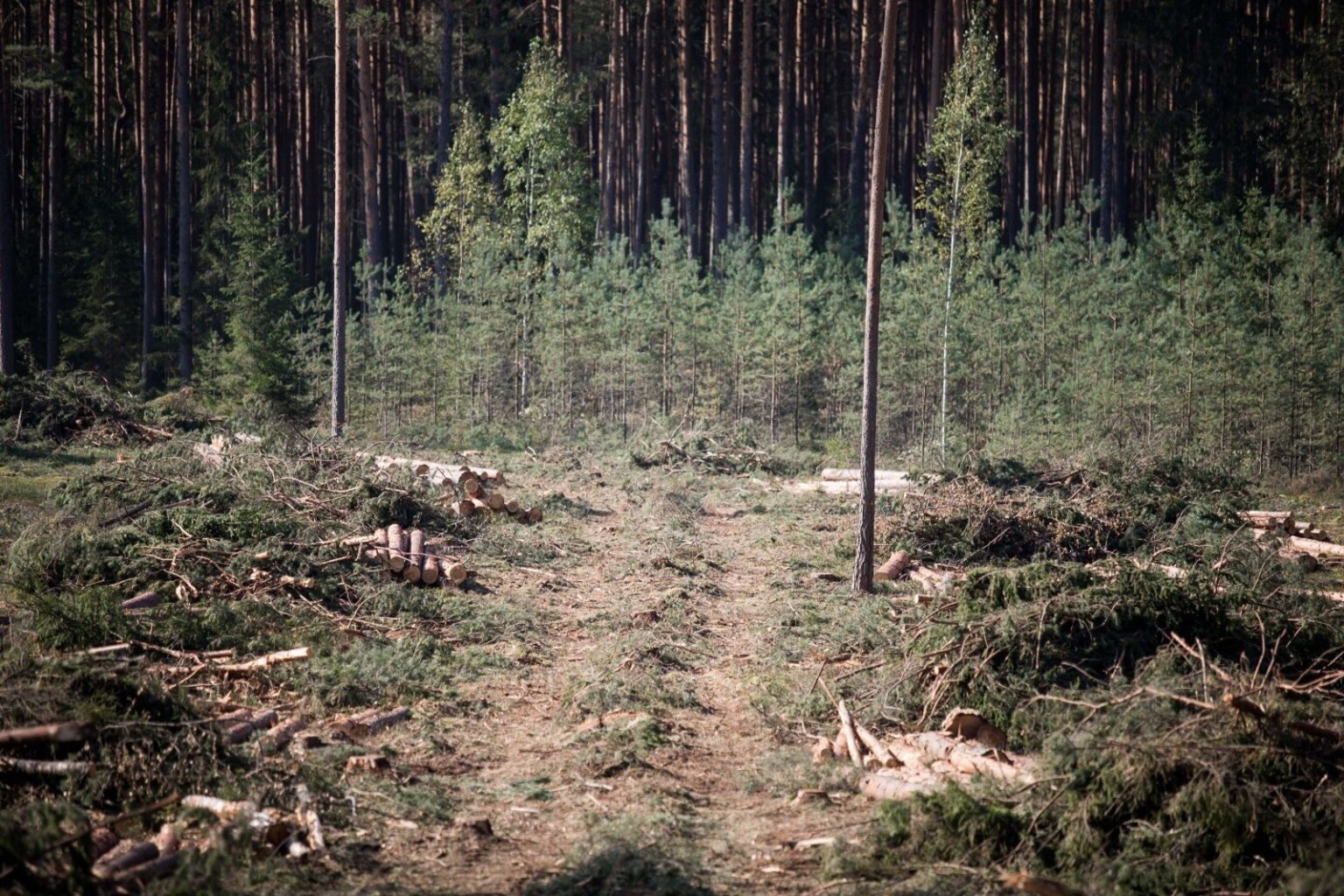 Miške mirtinai sužalotas darbininkas