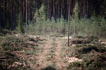 Miške mirtinai sužalotas darbininkas