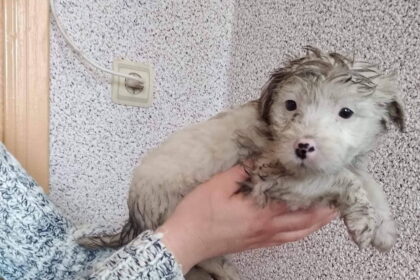 Žiemos speigai nesutrukdo atsikratyti keturkojais – net jeigu tai vos dviejų mėnesių mažyliai.