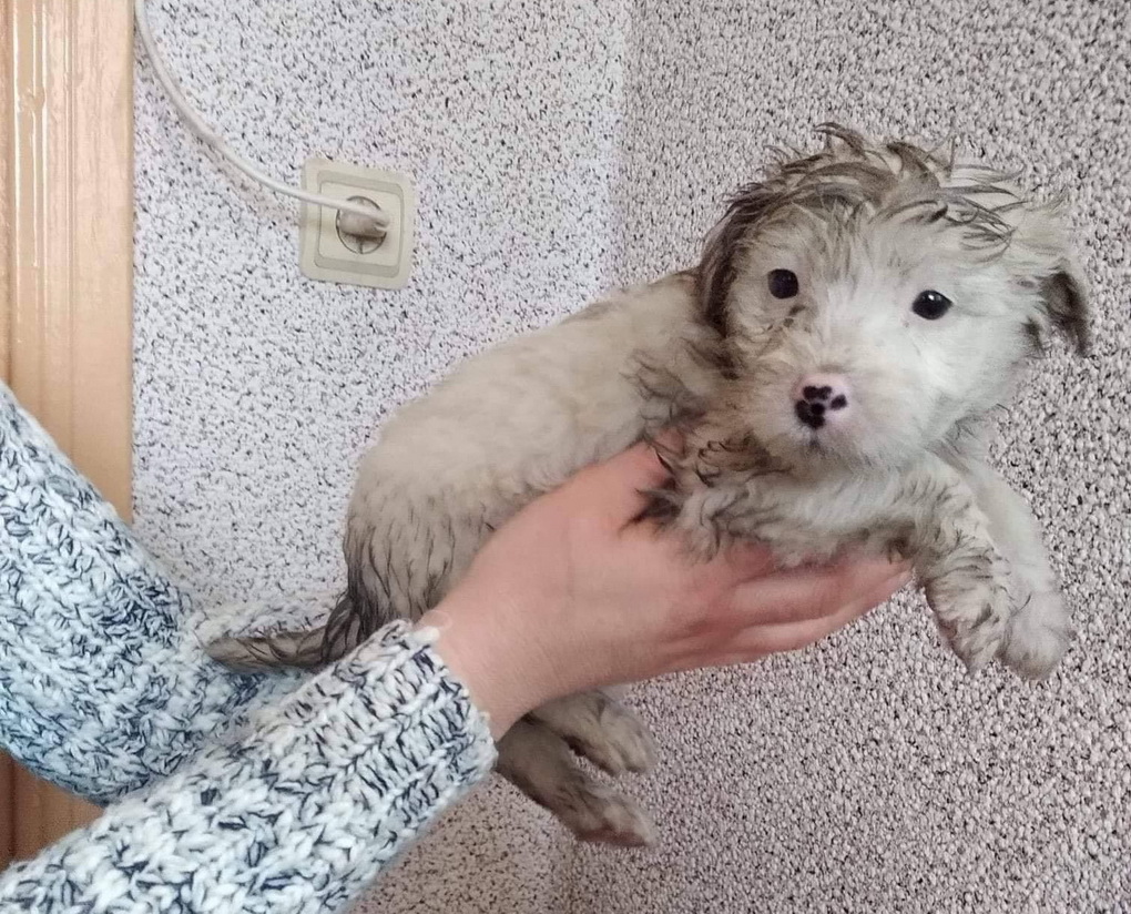 Žiemos speigai nesutrukdo atsikratyti keturkojais – net jeigu tai vos dviejų mėnesių mažyliai.