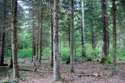 Darbas miške yra pavojingas, klaidos ar neatsargumas kartais kainuoja labai brangiai. Ypač, jei dirbama apsvaigus nuo alkoholio.