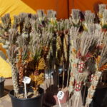 M. GARUCKO nuotraukos