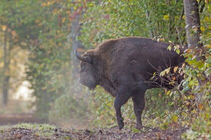 Lietuvos automobilių kelių direkcija antradienio rytą išplatino įspėjimą vairuotojams.
