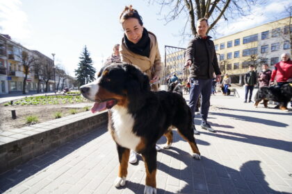 Berno zenenhundai – savo dydžiu, gauruotu kailiu ir katės meilumu išsiskiriantys šunys. Deja, šių brangių gražuolių net ir švelniausias būdas kartais neapsaugo nuo gyvūnų prieglaudos.