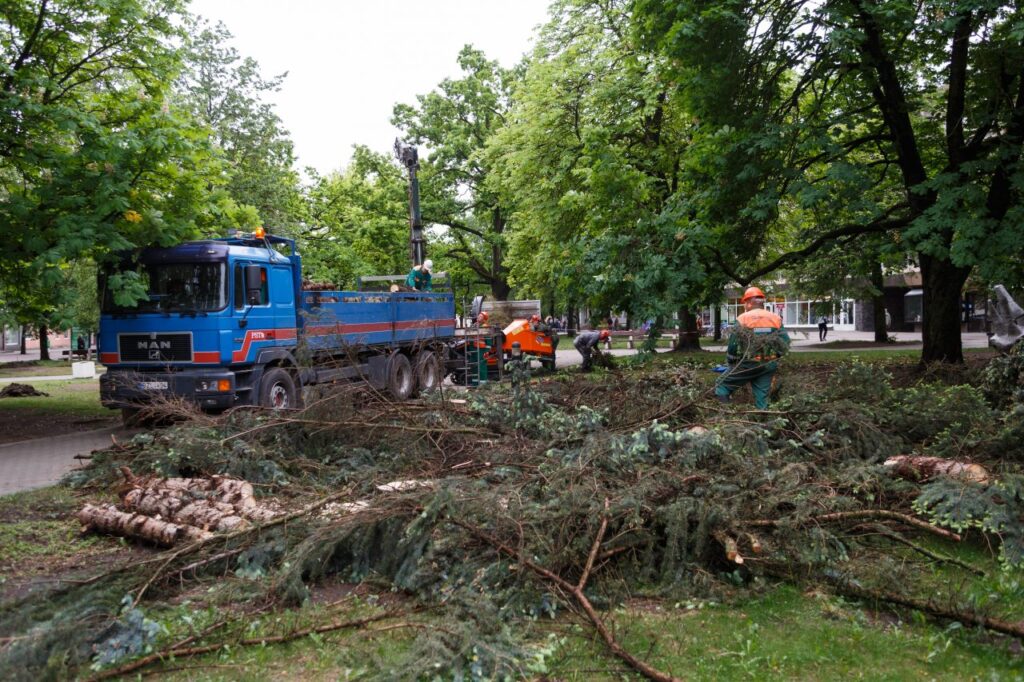 Panevėžio miesto mero pavaduotojas Valdemaras Jakštas, l. e. p. administracijos direktorius Tomas Jukna drauge su Aplinkos apsaugos Panevėžio valdybos viršininke Ieva Jakubkaite, Panevėžio gyvosios gamtos inspekcijos viršininku Alfredu Breive apžiūrėjo Laisvės aikštės medžių retinimo darbus.