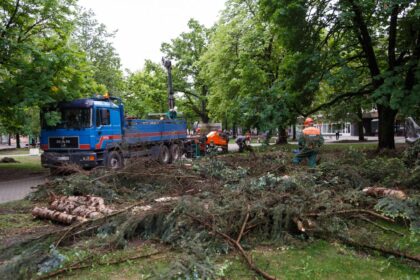 Panevėžio miesto mero pavaduotojas Valdemaras Jakštas, l. e. p. administracijos direktorius Tomas Jukna drauge su Aplinkos apsaugos Panevėžio valdybos viršininke Ieva Jakubkaite, Panevėžio gyvosios gamtos inspekcijos viršininku Alfredu Breive apžiūrėjo Laisvės aikštės medžių retinimo darbus.