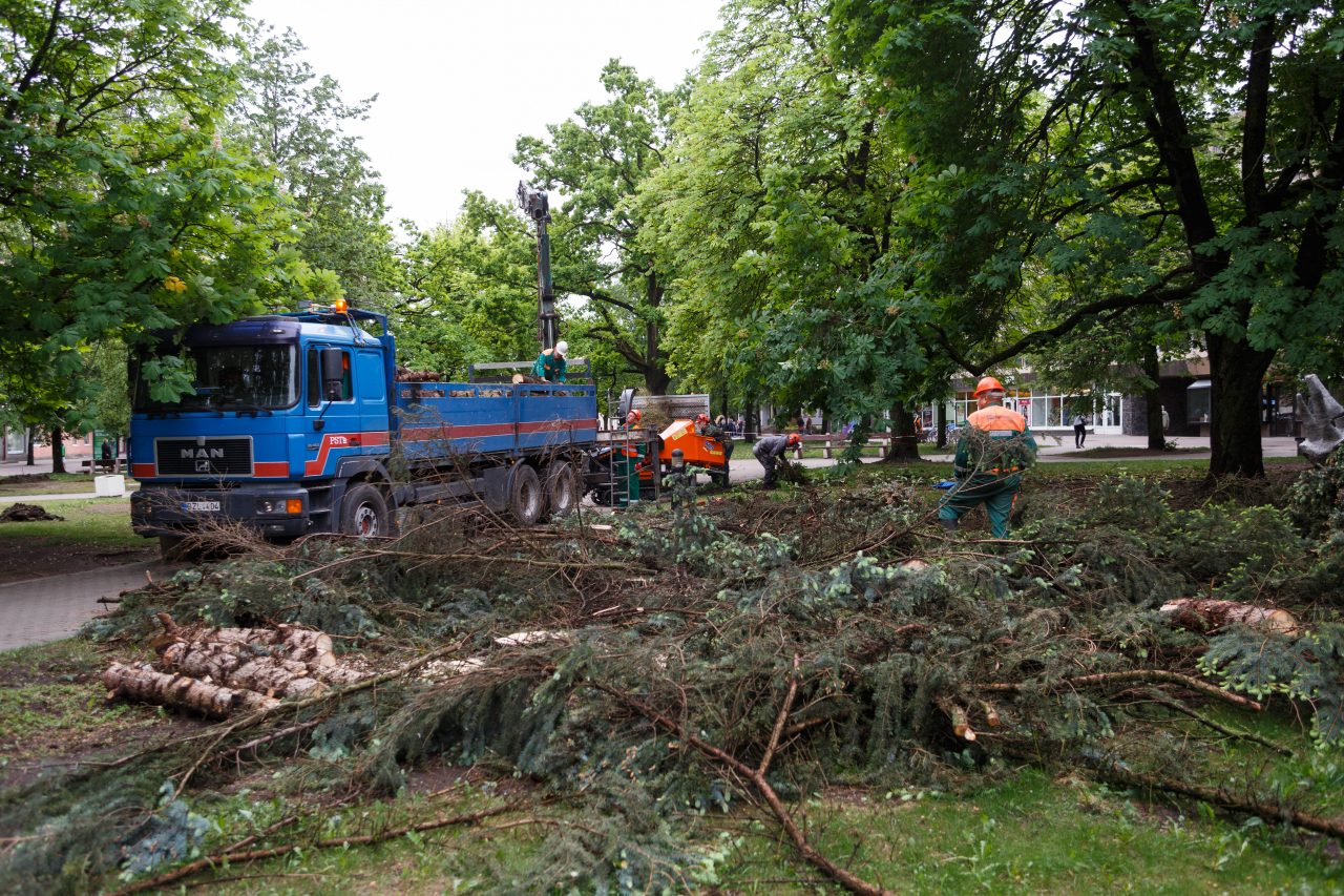 Panevėžio miesto mero pavaduotojas Valdemaras Jakštas, l. e. p. administracijos direktorius Tomas Jukna drauge su Aplinkos apsaugos Panevėžio valdybos viršininke Ieva Jakubkaite, Panevėžio gyvosios gamtos inspekcijos viršininku Alfredu Breive apžiūrėjo Laisvės aikštės medžių retinimo darbus.