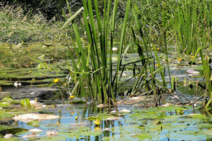 Ilgąjį Joninių savaitgalį su vaikais baidarėmis Nevėžio upe per Panevėžio rajoną plaukusi kompanija tapo kraupaus reginio liudytoja. Užuot grožėjęsi vaizdinga gamta šeimos su mažais vaikais buvo priverstos žiūrėti į vandenyje plūduriuojančias masiškai išgaišusias žuvis ir kęsti nežmonišką, kai kuriuos žygio dalyvius net supykinusią smarvę.