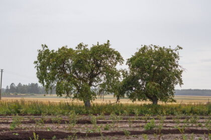 Panevėžio rajone yra du kaimai panašiais, gana žaismingais pavadinimais – Baibokai ir Baibokėliai. Pirmasis – Krekenavos, antrasis – gretimoje Naujamiesčio seniūnijoje.