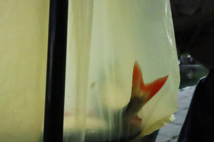 Panevėžio miesto savivaldybė informuoja, kad miesto tarybos sprendimu mėgėjiška žūklė Nevėžio upės senvagėje ribojama nuo gegužės 1 d. iki rugpjūčio paskutinio ketvirtadienio.