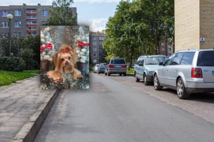 Panevėžio daugiabučių namų kieme suvažinėto šuns šeimininkai kreipėsi į policiją, tačiau dėl nelaimės gresia patiems likti kaltiems.