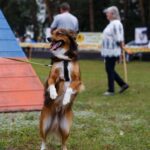 Šeštadienį automobilių eilė nusidriekė link Kaimiškyje įsikūrusių Panevėžio gyvūnų globos draugijos namų. Visi, neabejingi gyvūnams, rinkosi kartu atšvęsti prieglaudos dešimties metų jubiliejų.