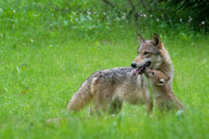 Vos prieš metus nuo vilkų atakos nukentėjusi avių augintoja iš Panevėžio rajono vėl stveriasi už galvos. Anksčiau tik rudenį į bandas įsisukdavę plėšrūnai šįkart paskutinį vasaros mėnesį avių aptvaruose prašėlo net dvi naktis. Vilkai papjovė penkiolika garbanių.