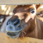 I. STULGAITĖS-KRIUKIENĖS nuotraukos