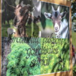 I. STULGAITĖS-KRIUKIENĖS nuotraukos