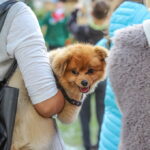 I. STULGAITĖS-KRIUKIENĖS nuotraukos