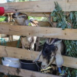 I. STULGAITĖS-KRIUKIENĖS nuotraukos