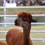 I. STULGAITĖS-KRIUKIENĖS nuotraukos