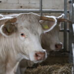 I. STULGAITĖS-KRIUKIENĖS nuotraukos