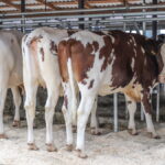 I. STULGAITĖS-KRIUKIENĖS nuotraukos