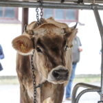 I. STULGAITĖS-KRIUKIENĖS nuotraukos