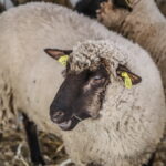 I. STULGAITĖS-KRIUKIENĖS nuotraukos