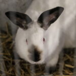 I. STULGAITĖS-KRIUKIENĖS nuotraukos