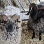 I. STULGAITĖS-KRIUKIENĖS nuotraukos