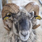 I. STULGAITĖS-KRIUKIENĖS nuotraukos