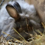 I. STULGAITĖS-KRIUKIENĖS nuotraukos