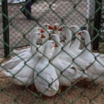 I. STULGAITĖS-KRIUKIENĖS nuotraukos