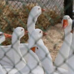 I. STULGAITĖS-KRIUKIENĖS nuotraukos