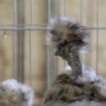 I. STULGAITĖS-KRIUKIENĖS nuotraukos