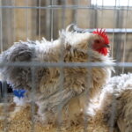 I. STULGAITĖS-KRIUKIENĖS nuotraukos