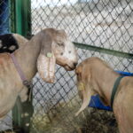 I. STULGAITĖS-KRIUKIENĖS nuotraukos