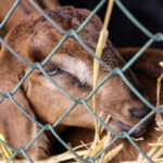 I. STULGAITĖS-KRIUKIENĖS nuotraukos