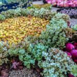 Rugsėjo 10-17 d. lopšelio – darželio „Puriena“ bendruomenė jau dešimtą kartą organizuoja kūrybinių darbų plenerą po atviru dangumi „Gamtos spalvos“.