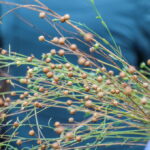 I. STULGAITĖS-KRIUKIENĖS nuotraukos