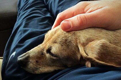 Iš Aukštaitijos sostinės gimtadienio su smagia staigmena šeimai namo grįžusi Šilagalio gyventoja Dovilė Norvilienė nė nenumanė, kad džiaugsmas po poros dienų pavirs netekties ašaromis. Pasiėmusi per Panevėžio gyvūnų globos draugijos organizuotą akciją jauną kalytę, kartu gavo ir mirtiną jos ligą. Pasirodo, ši neganda dabar intensyviai šienauja Lietuvos gyvūnų prieglaudas.